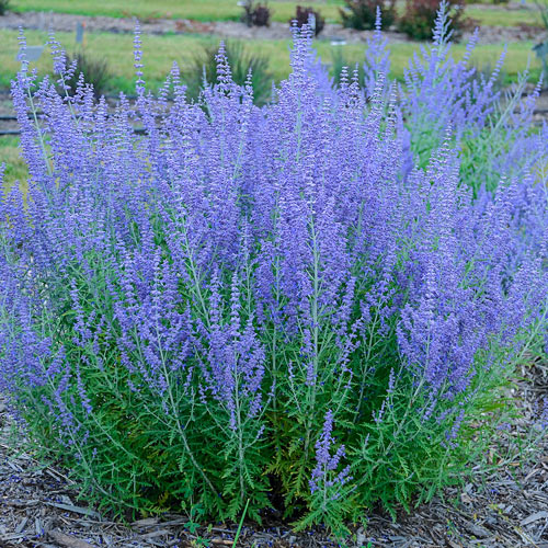 BLUE JEANS BABY RUSSIAN SAGE