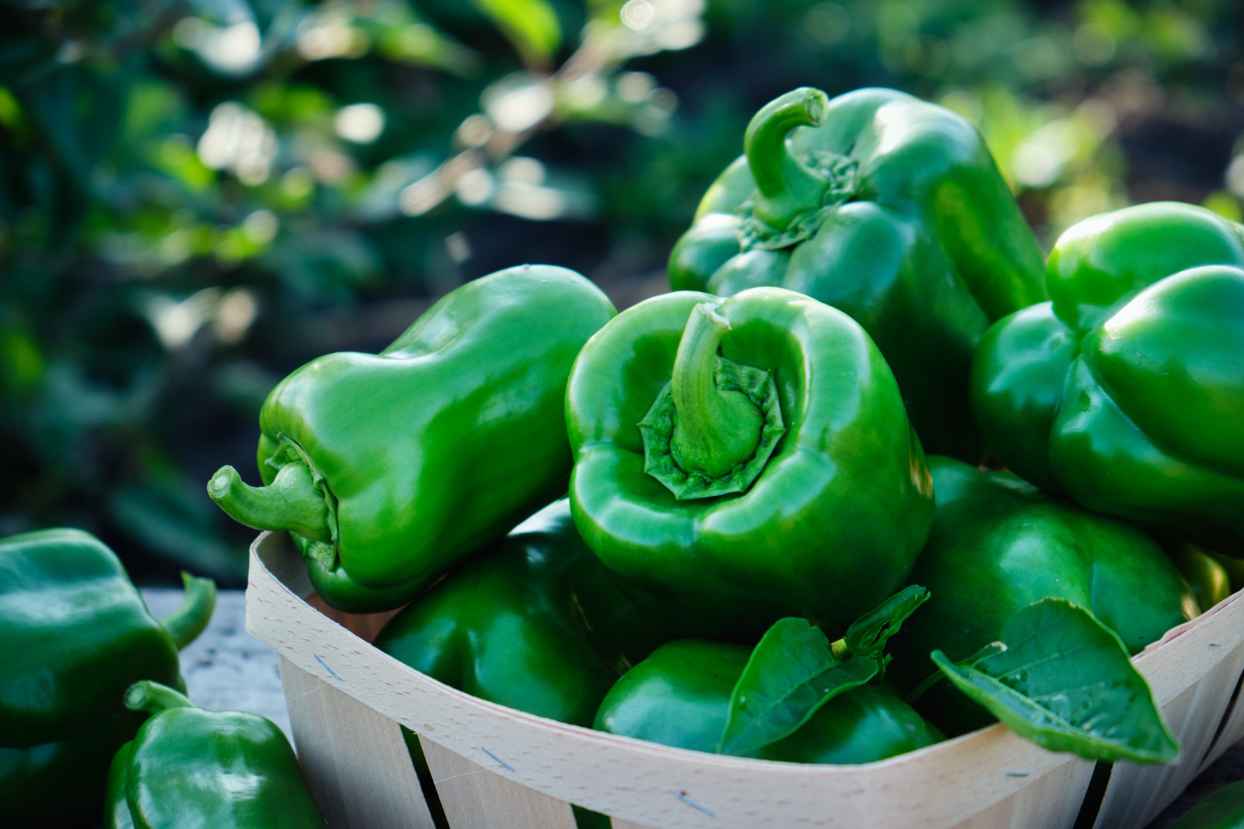 Sweet bell green pepper