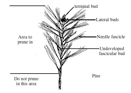 What To Prune
