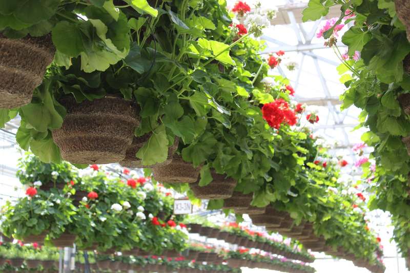 Hanging Baskets