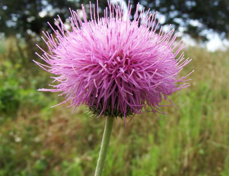 Thistle