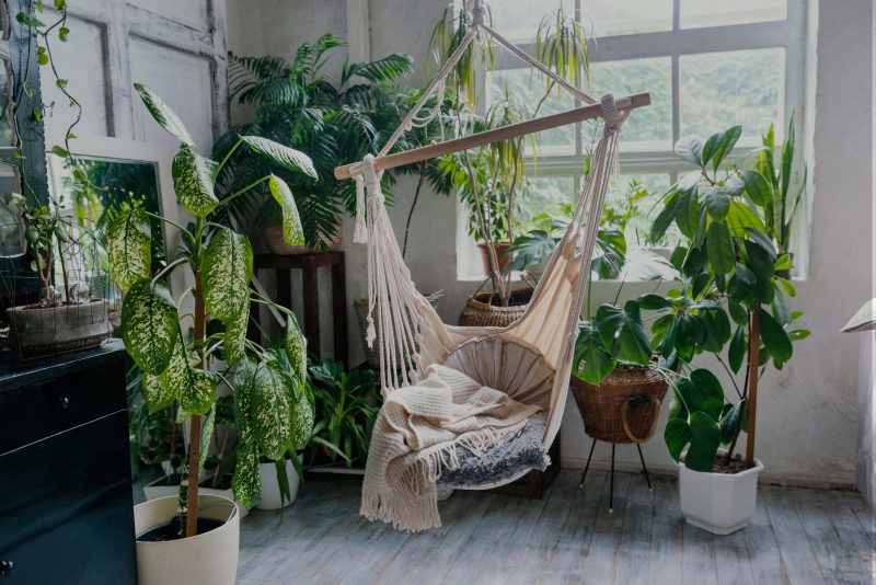 February is for houseplants