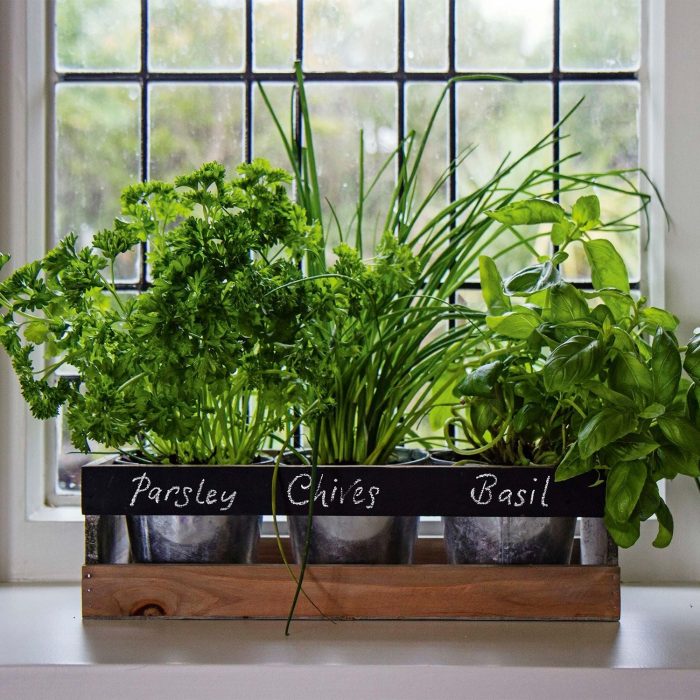 Indoor herbs