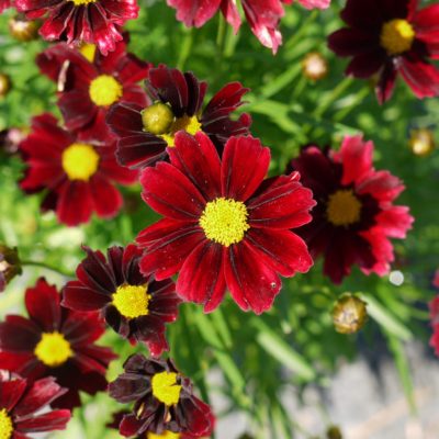 Red Elf Coreopsis