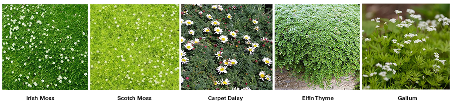 Ground Cover Collection