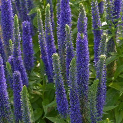 Royal Candles Speedwell