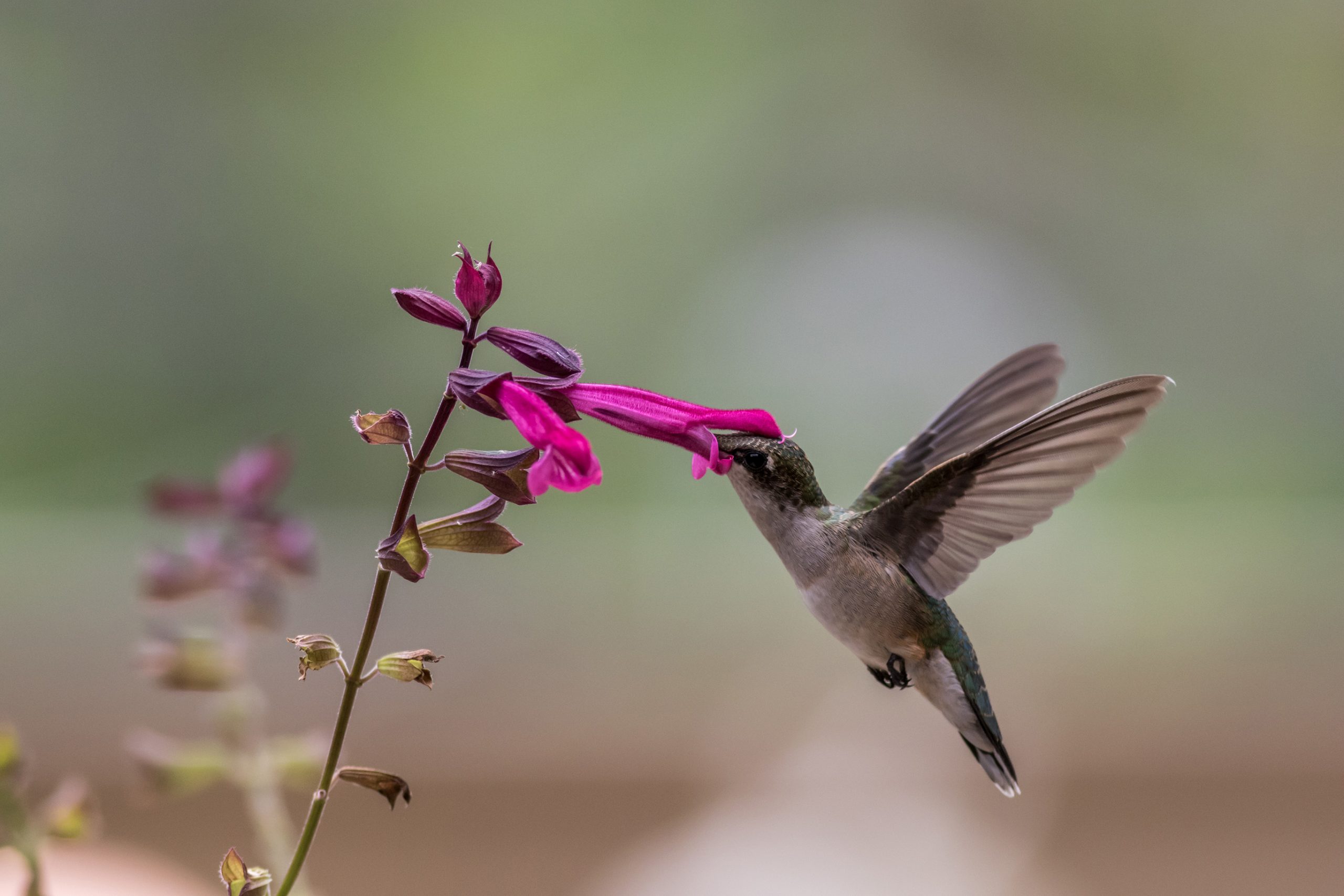 Hummingbird & flower