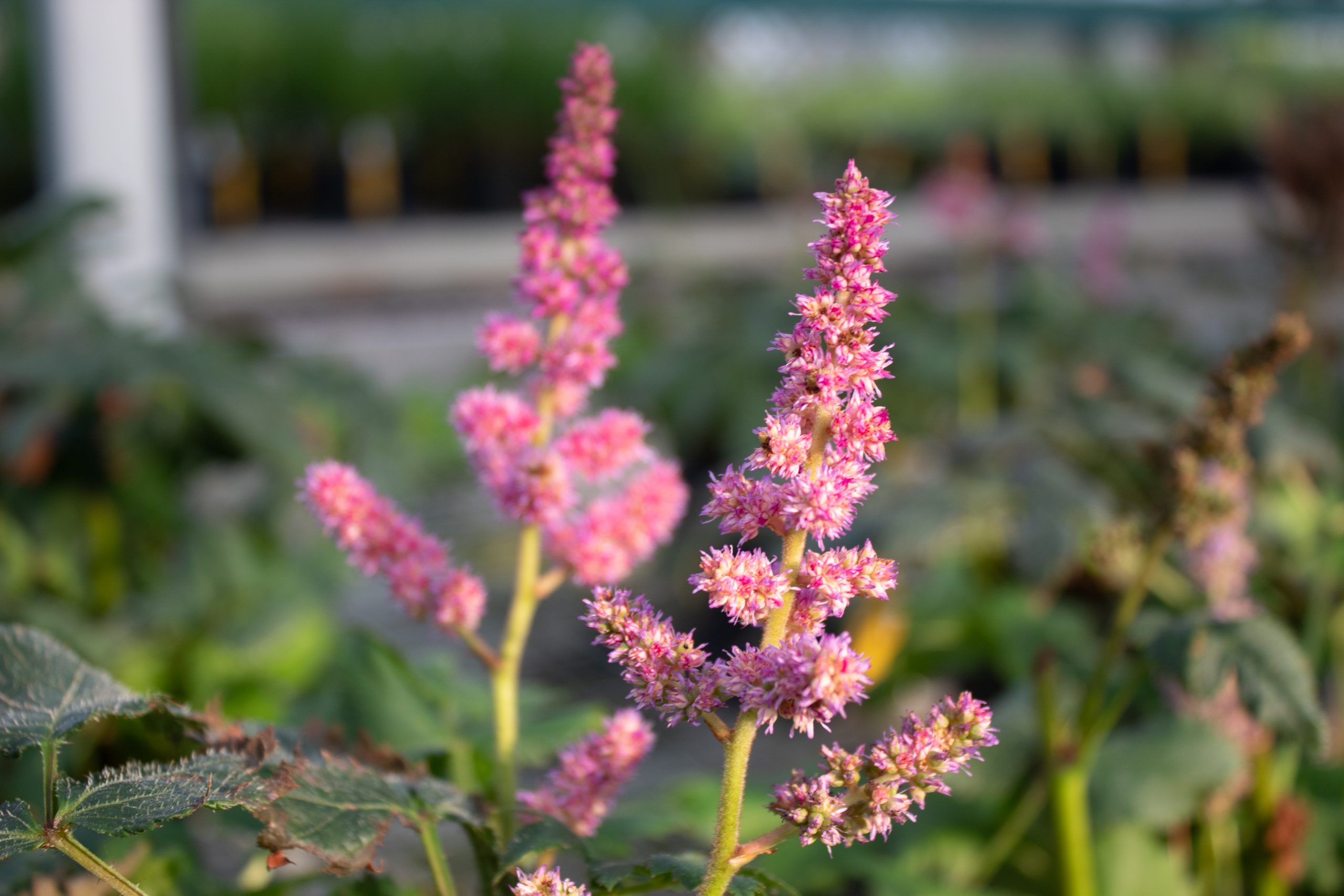 Astilbe Chinese Visions