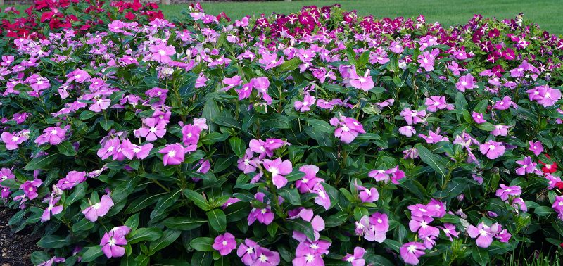 Caring for Vinca
