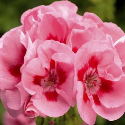 Calliope Pink Flame Geranium