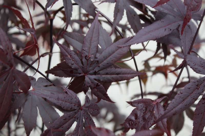 Japanese Maple