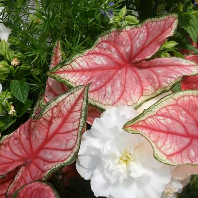 Pink Caladium white Begonia