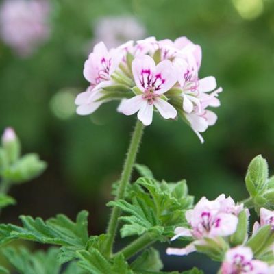 Scented Lady Plymouth Geranium