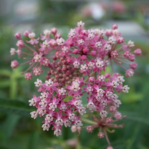 Meadow View Growers | Perennials