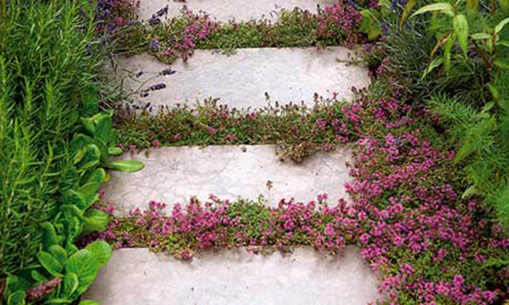 Red Creeping Thyme Pathway