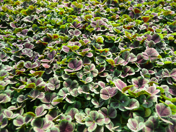 Trifolium Repens Atropurpureum