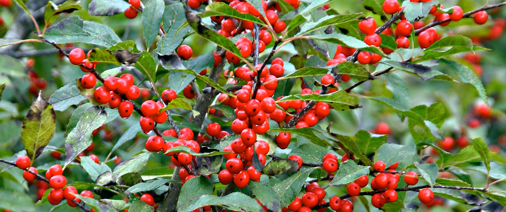 Meadow View Growers | How to Care For Winterberry Holly