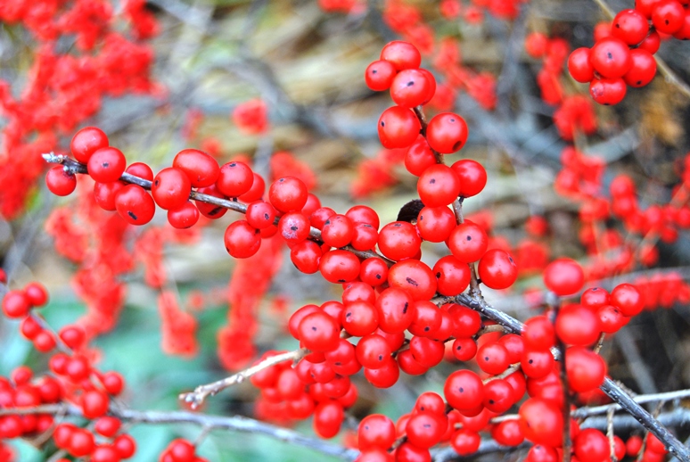 Winterberry Holly Red Sprite