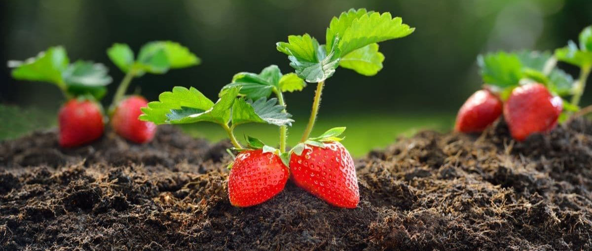 Yard and Garden: Give Strawberry Plants Winter Protection