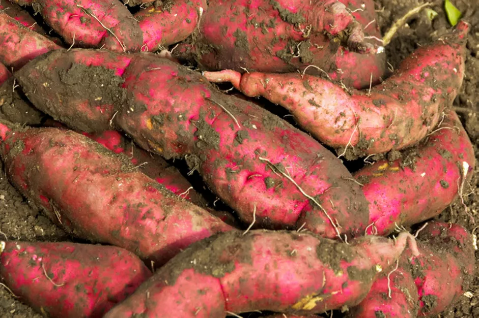 Sweet Potatoes in Dirt