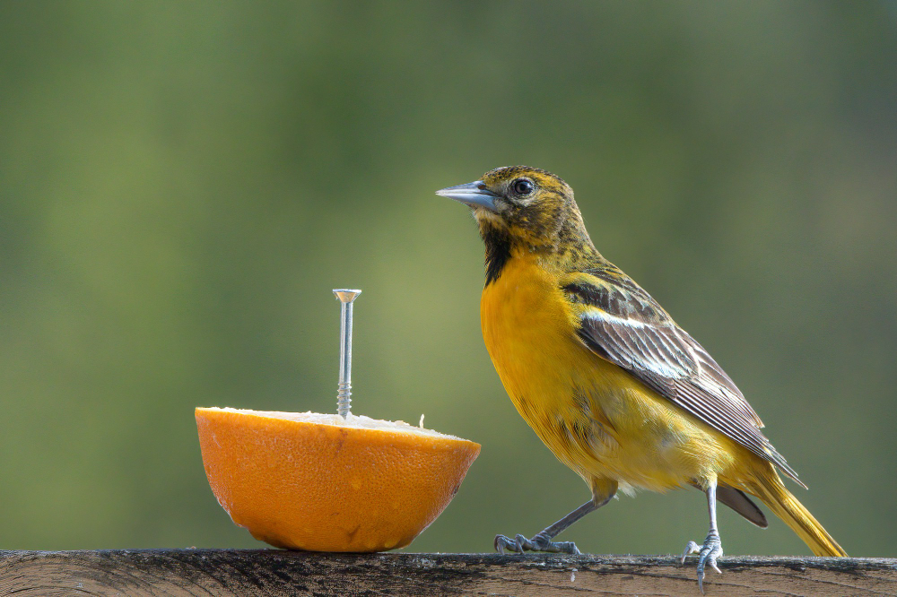 Oriole with an orange