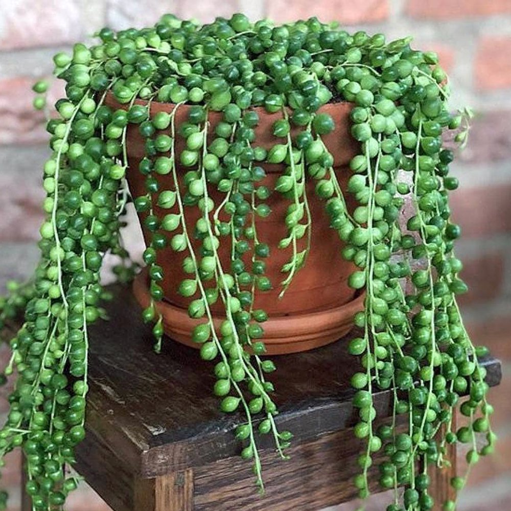 meadow view growers | caring for string of pearls