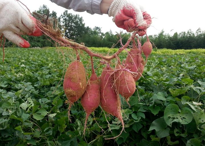 Harvesting Sweet Potatoes