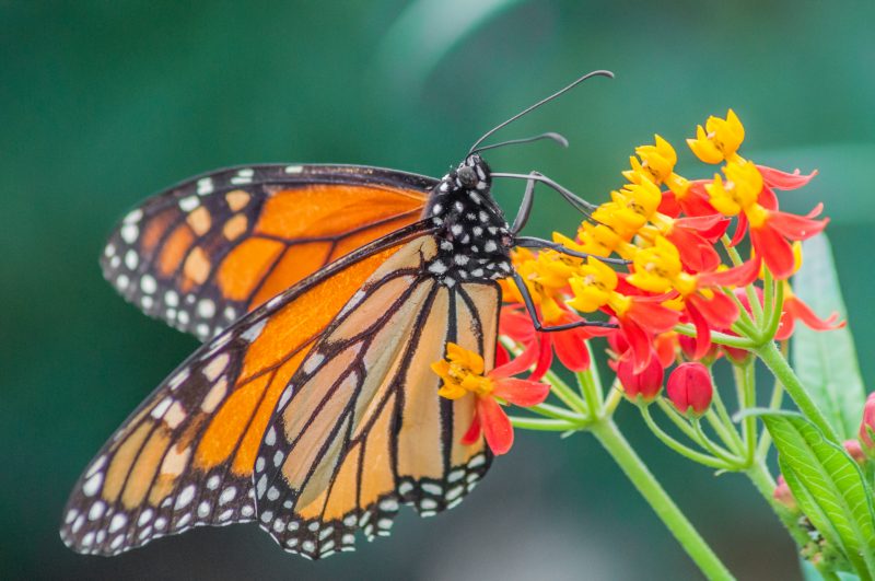 Butterfly & Butterfly Weed