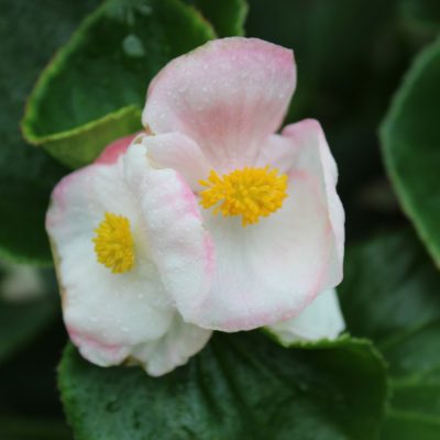 Begonia Tophat Rose Bicolor