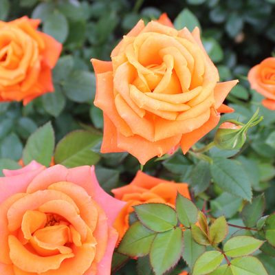 Bright Orange Roses
