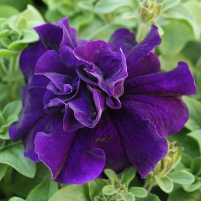 Double Purple Petunia