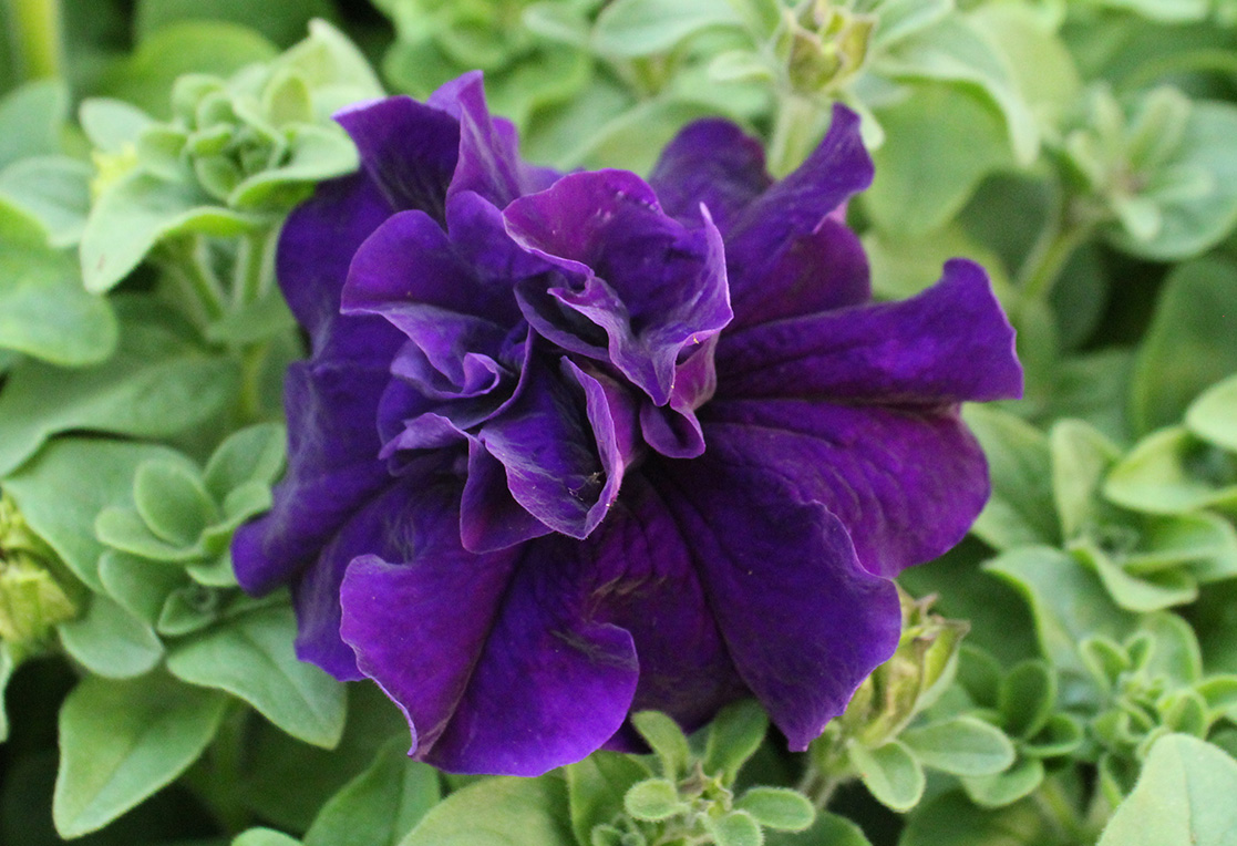 Double Purple Petunia