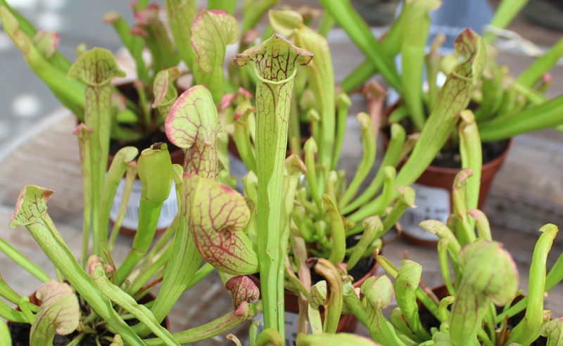 Green Carnivorous Plant