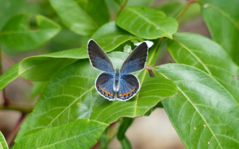 Karner Blue Butterfly Female