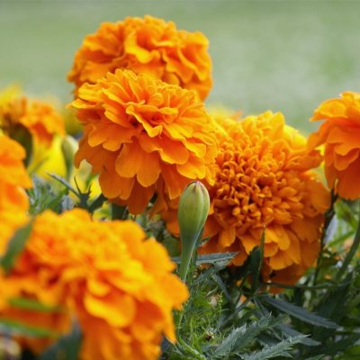 Marigold (Tagetes spp.)