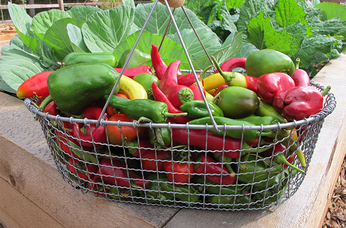 Peppers in a Basket