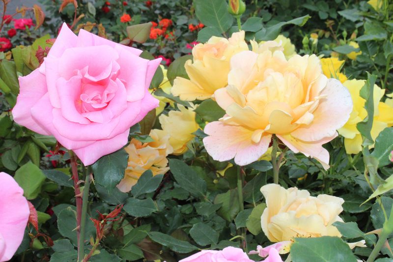 Pink and Yellow Roses