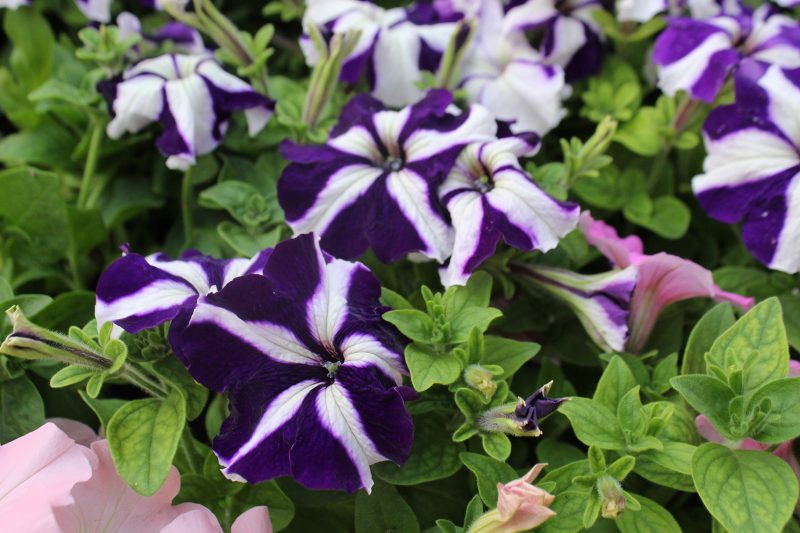 Purple and White Petunias