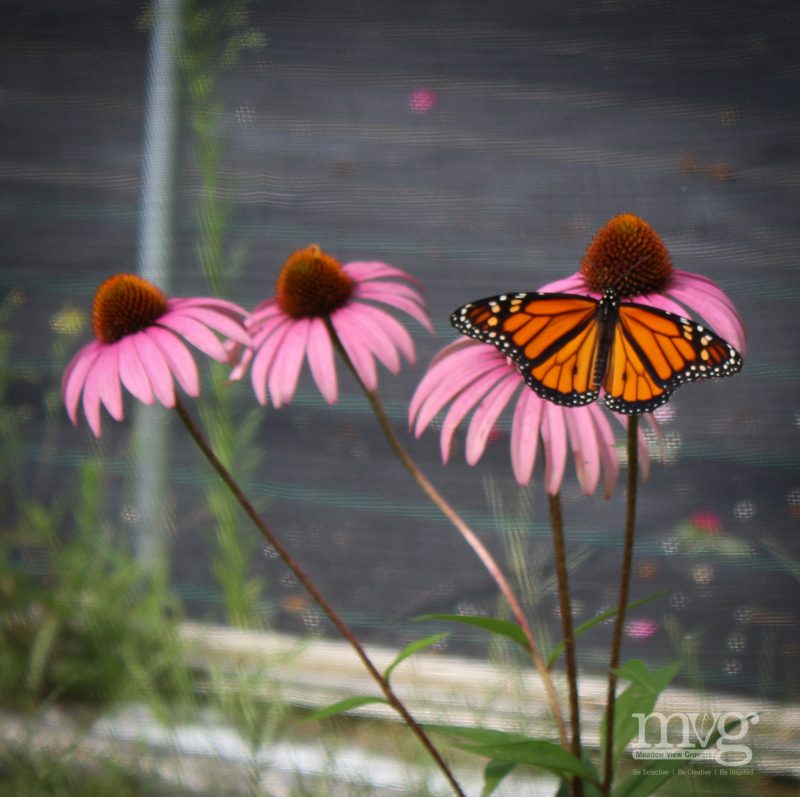 Butterfly Plants