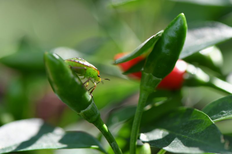 A plant pest, sucking on a chili plant's nutrients