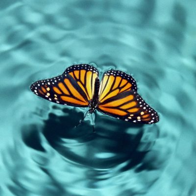 monarch butterfly and water