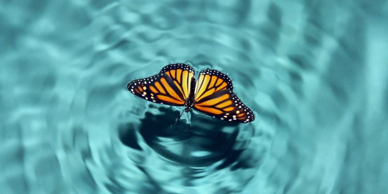 monarch butterfly water