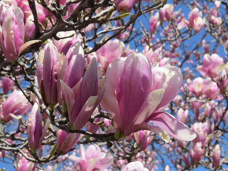 Jan E Magnolia Tulip Tree