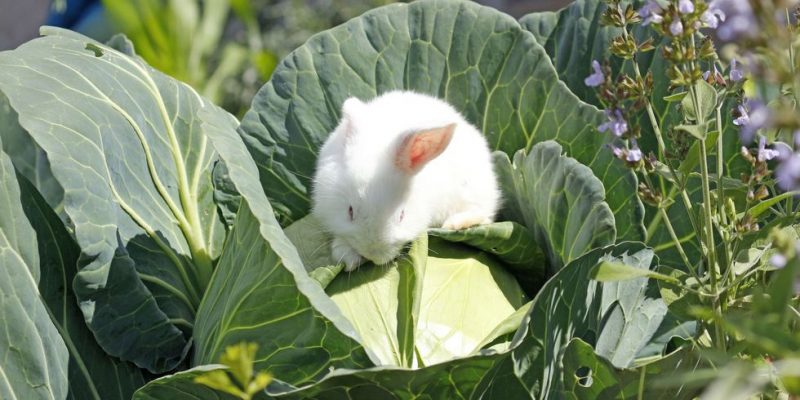 Rabbit on a Cabbage