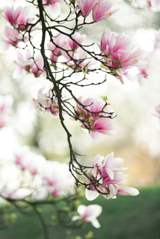 Blossoms of a Magnolia Tree