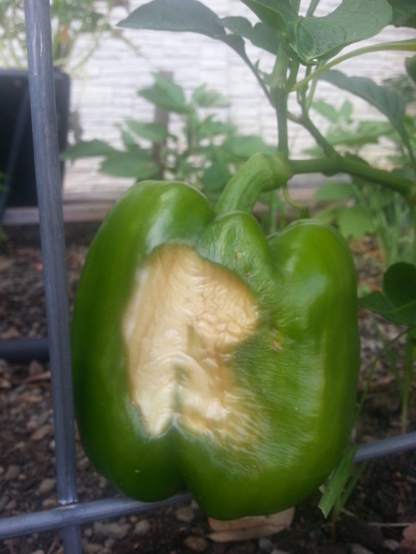 Pepper End Rot