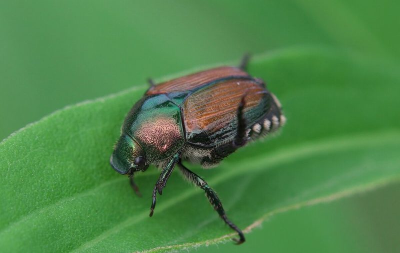 Japanese Beetle Prevention